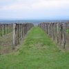 The Etyek vinyards